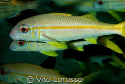 Fish by Vito Lorusso 